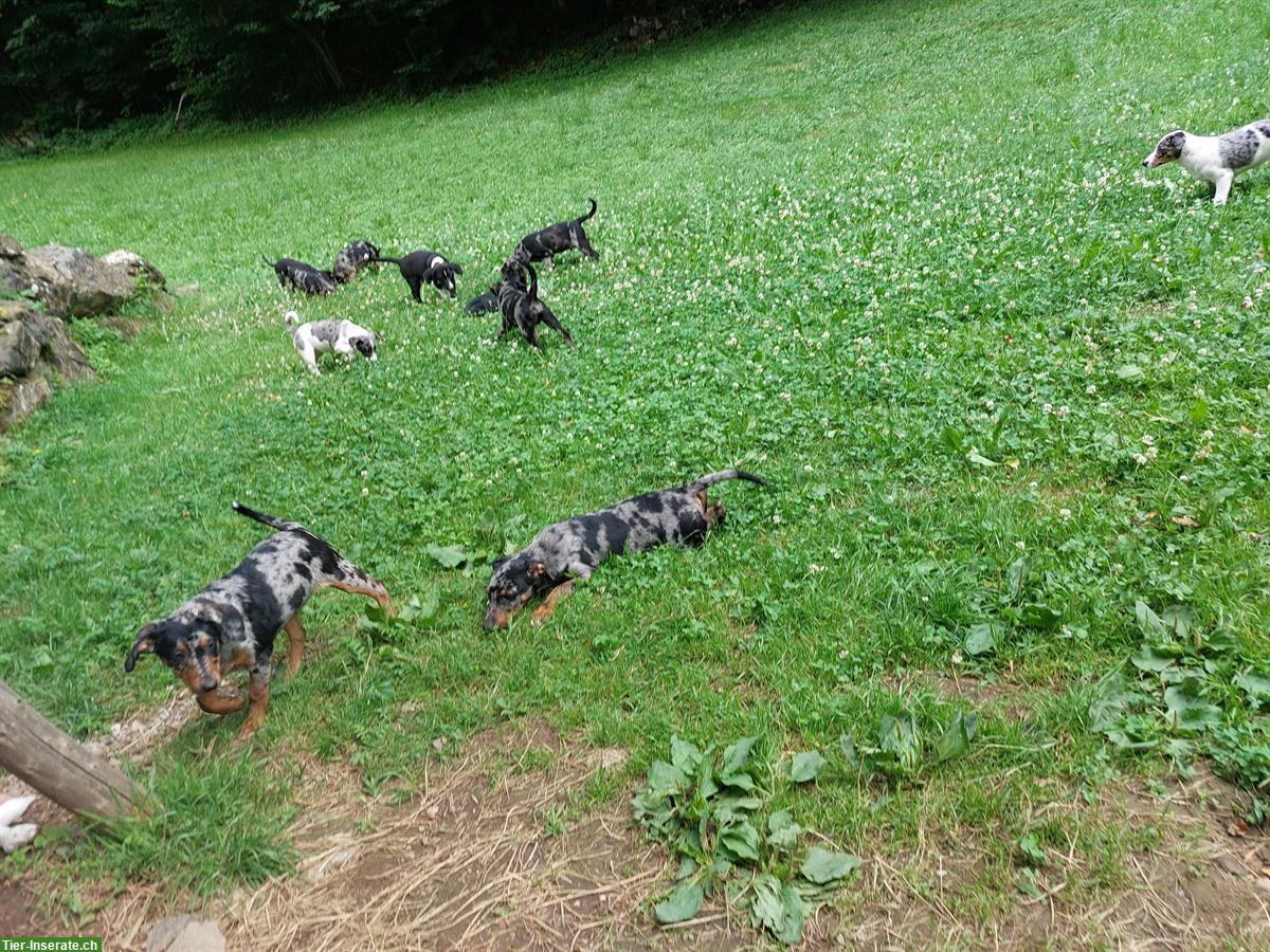 Bild 5: Border Collie x Bergamasker mix Welpen
