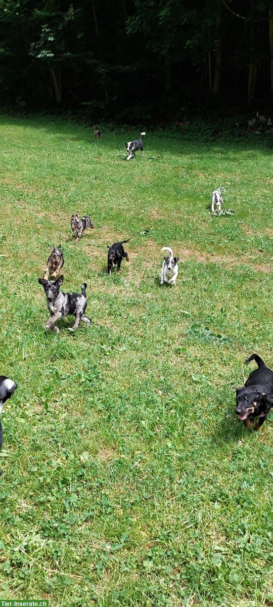 Bild 6: Border Collie x Bergamasker mix Welpen