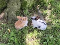 Kaninchen Bock + junge Kaninchen zu verkaufen