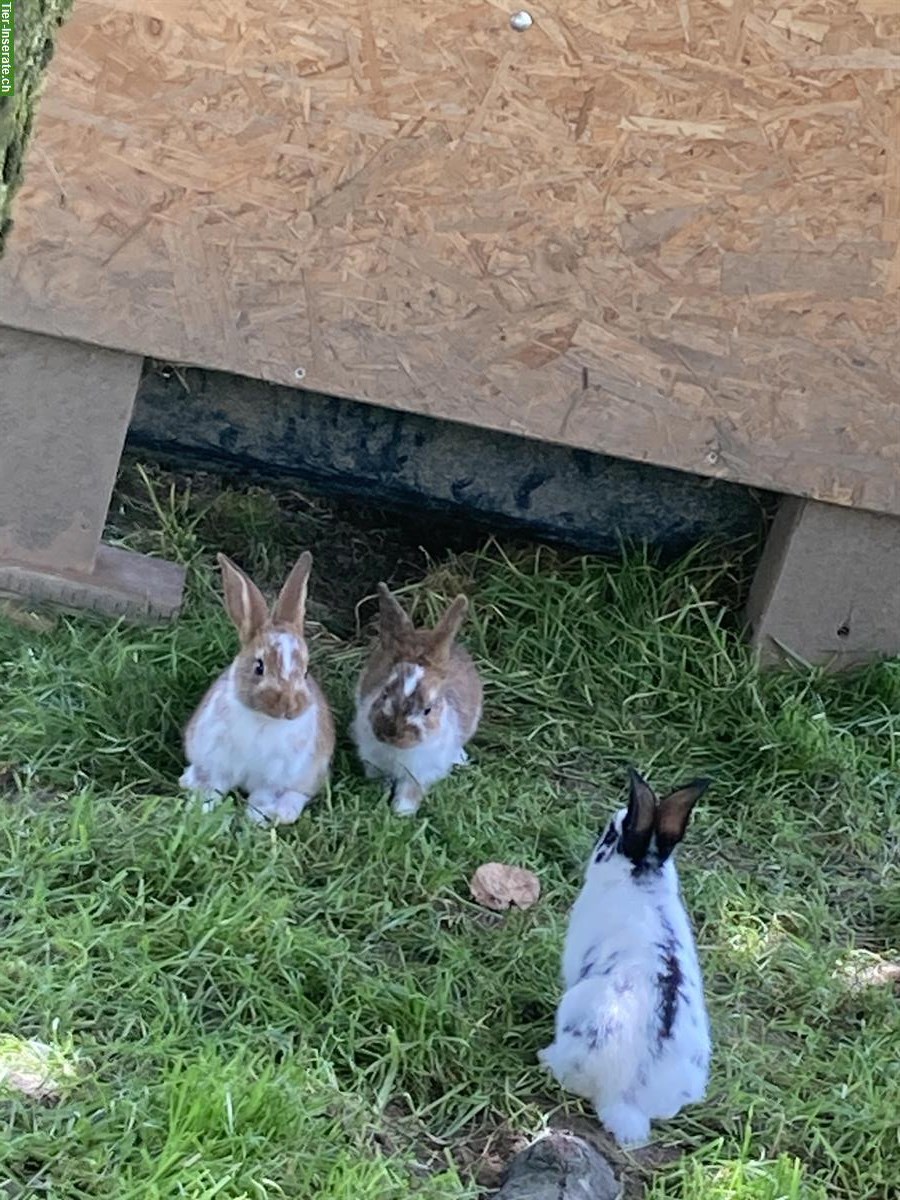 Bild 2: Kaninchen Bock + junge Kaninchen zu verkaufen
