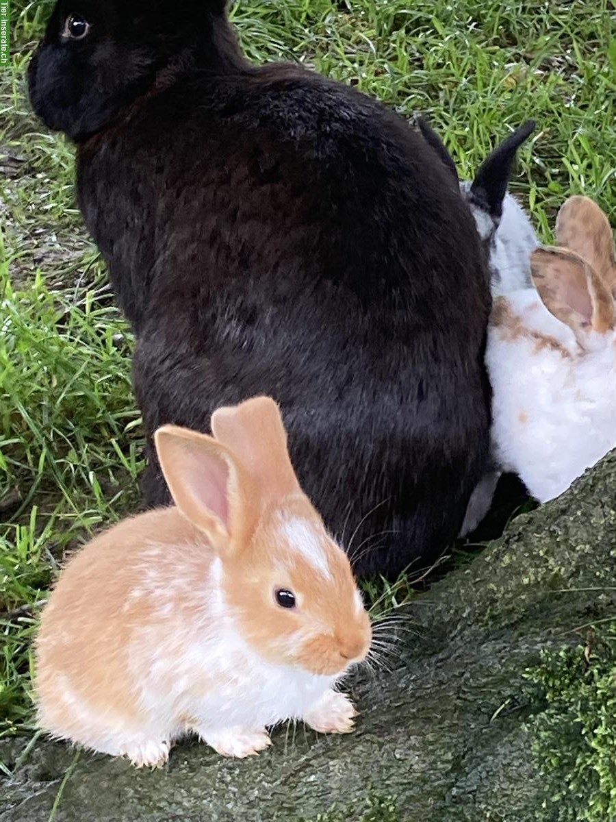 Bild 3: Kaninchen Bock + junge Kaninchen zu verkaufen