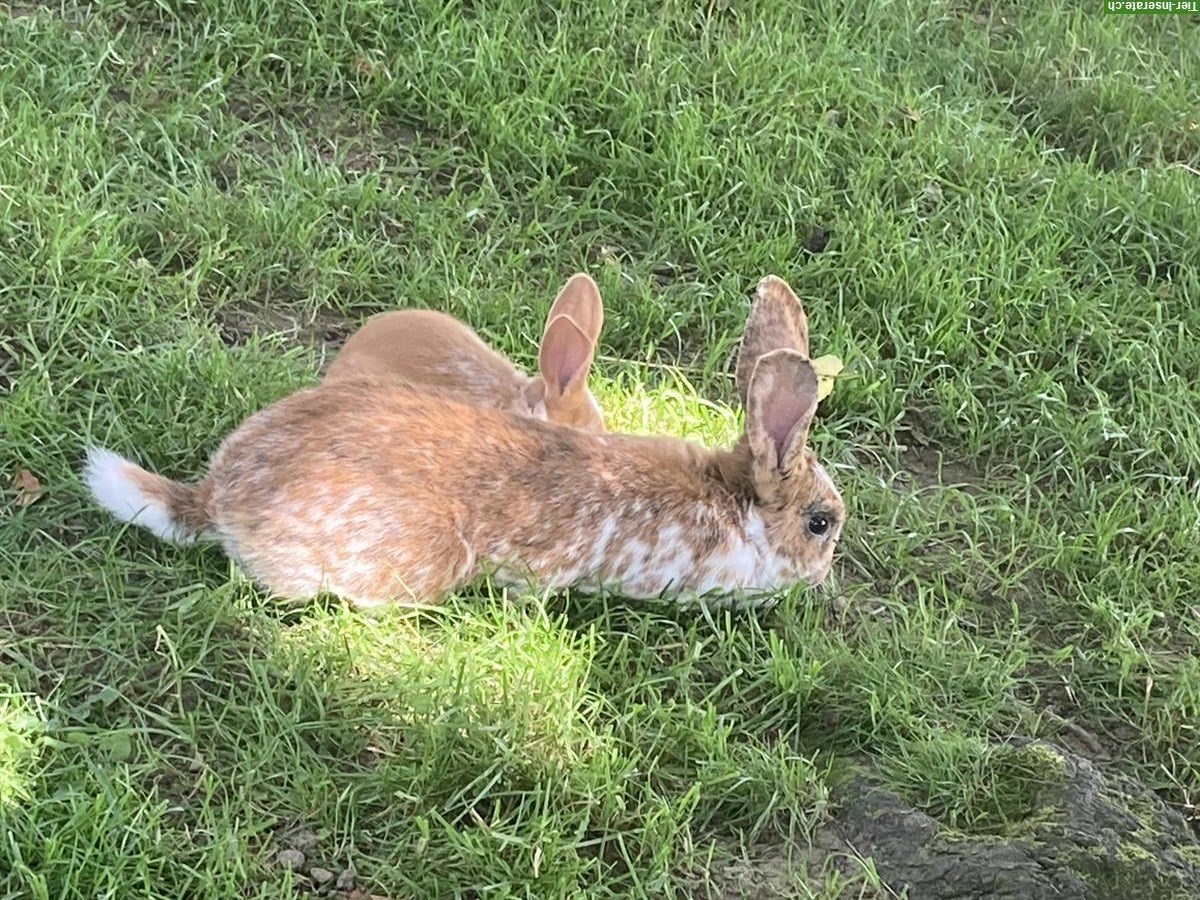 Bild 5: Kaninchen Bock + junge Kaninchen zu verkaufen