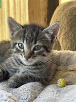 Junge Bauernhofkätzchen, 3 Kater + 2 Katzen, stubenrein