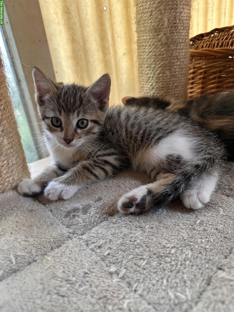 Bild 2: Junge Bauernhofkätzchen, 3 Kater + 2 Katzen, stubenrein