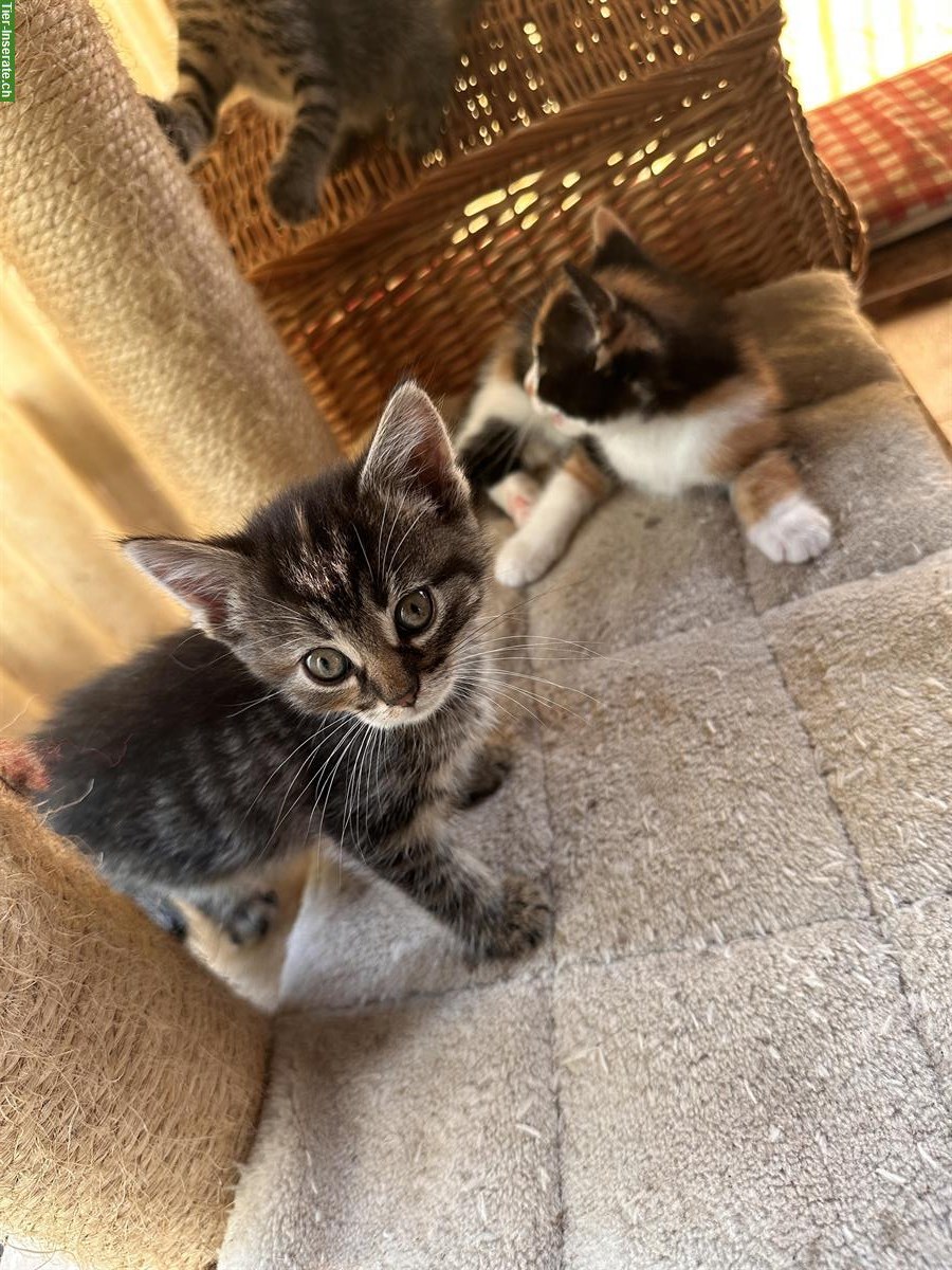 Bild 3: Junge Bauernhofkätzchen, 3 Kater + 2 Katzen, stubenrein