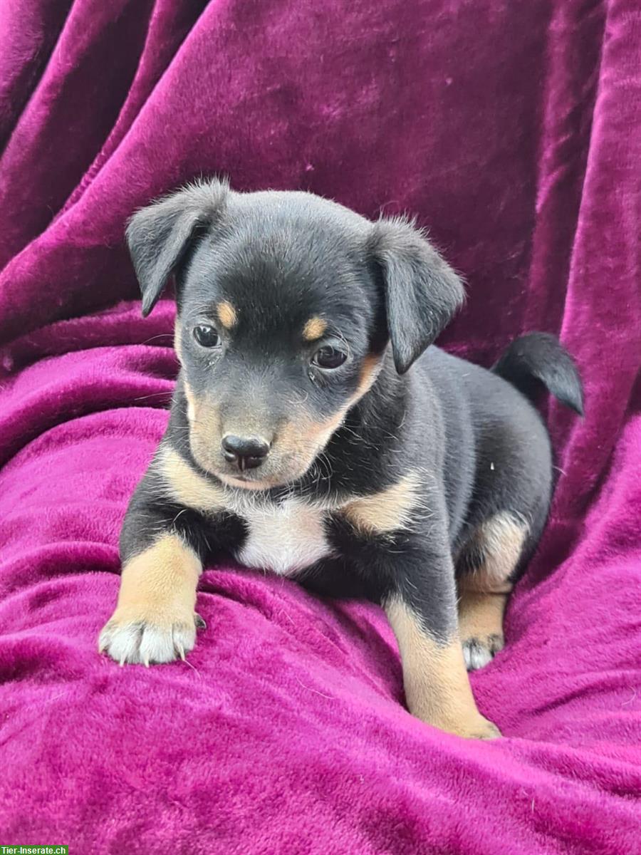 Jack Russell x Chihuahua Mischlingswelpen
