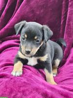 Jack Russell x Chihuahua Mischlingswelpen