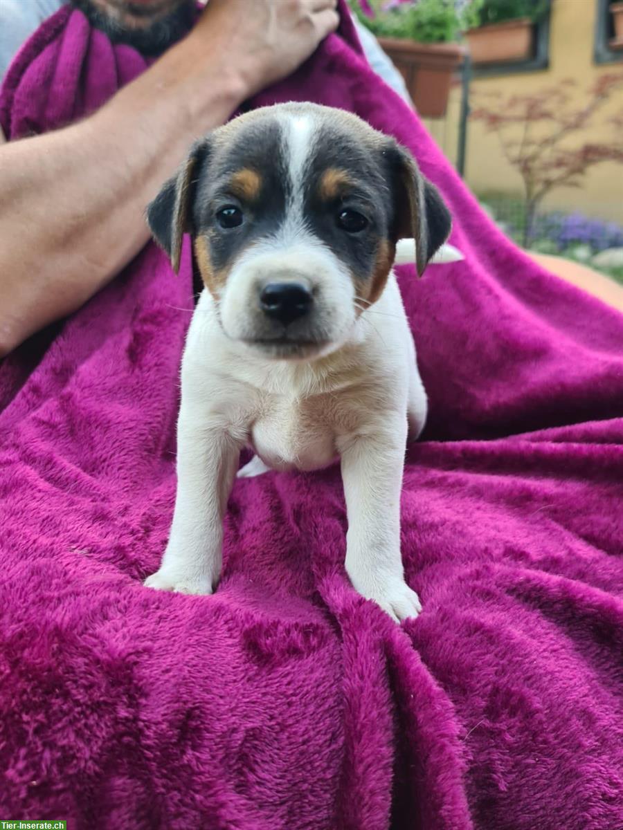 Bild 2: Jack Russell x Chihuahua Mischlingswelpen