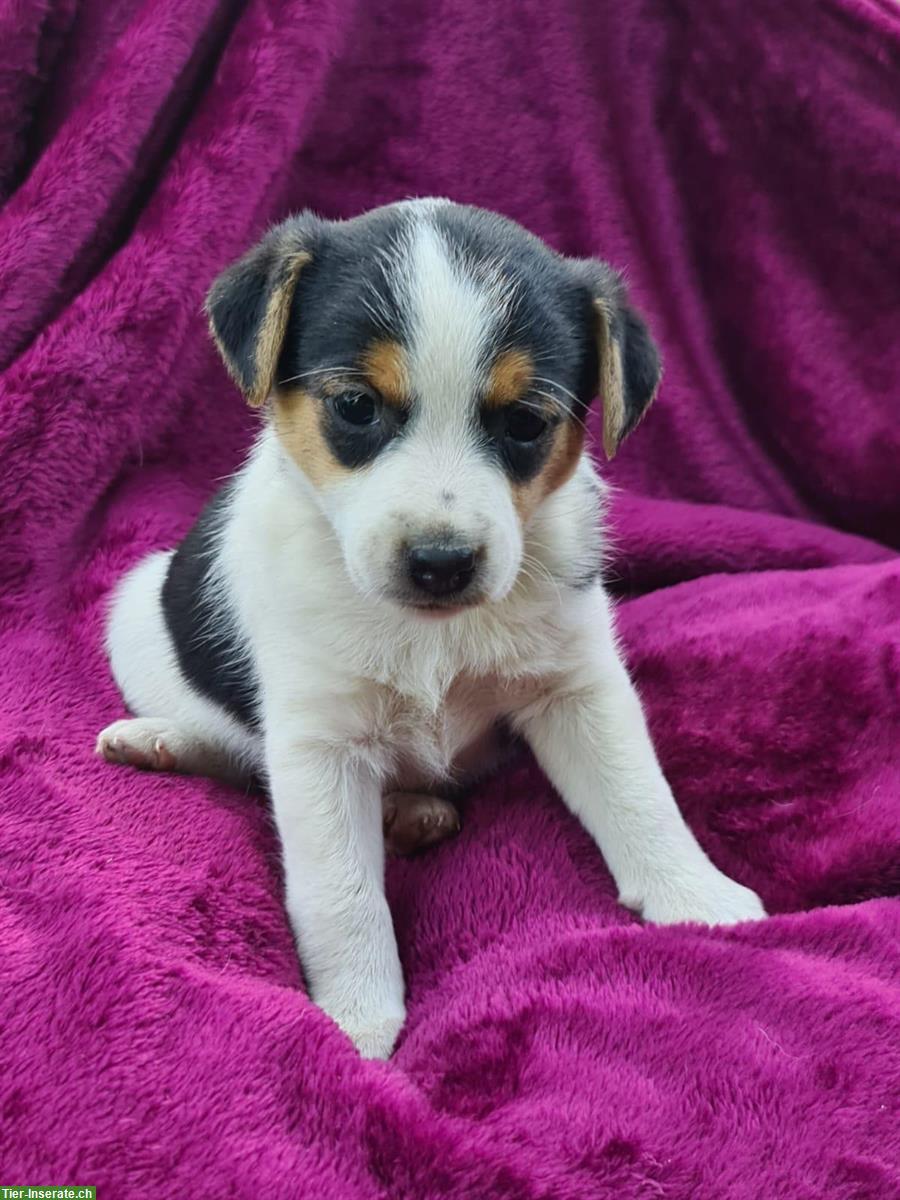 Bild 3: Jack Russell x Chihuahua Mischlingswelpen