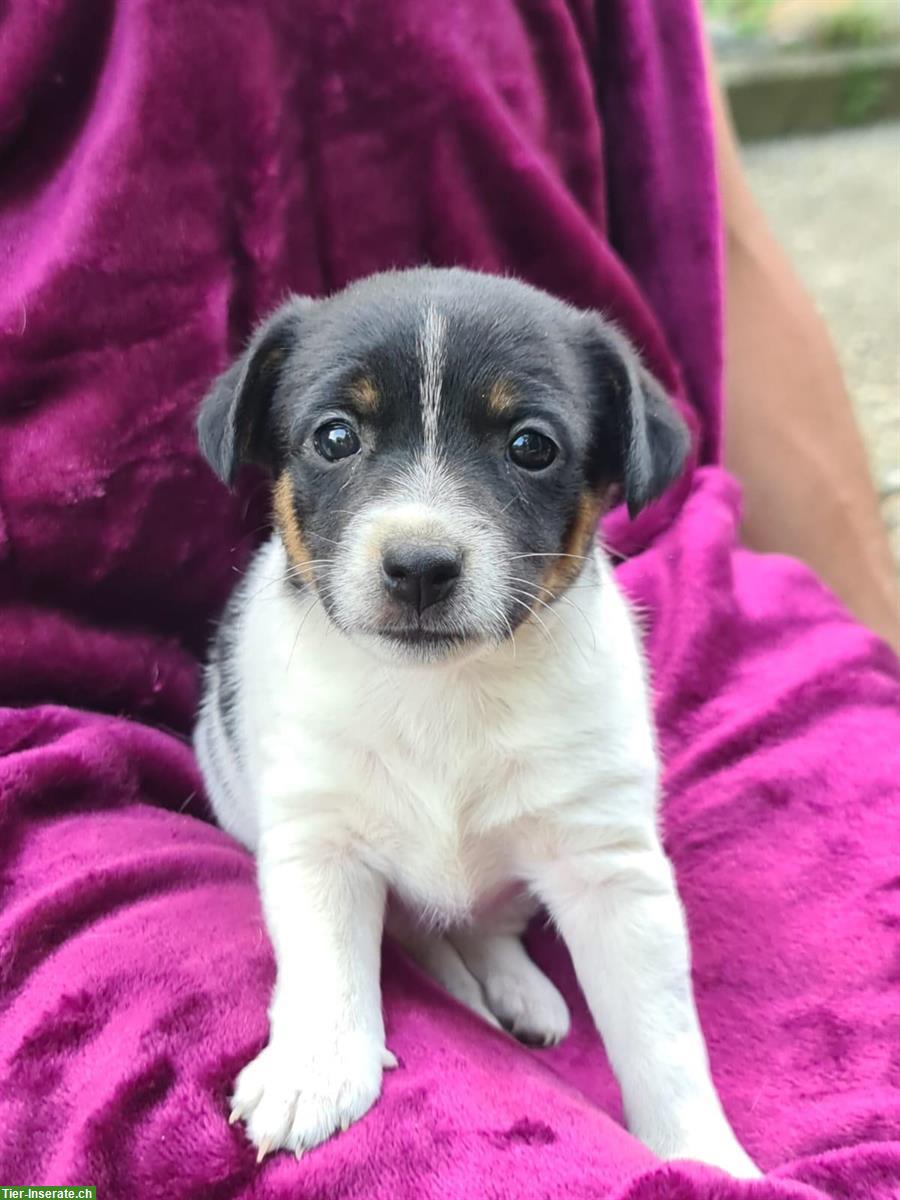Bild 4: Jack Russell x Chihuahua Mischlingswelpen