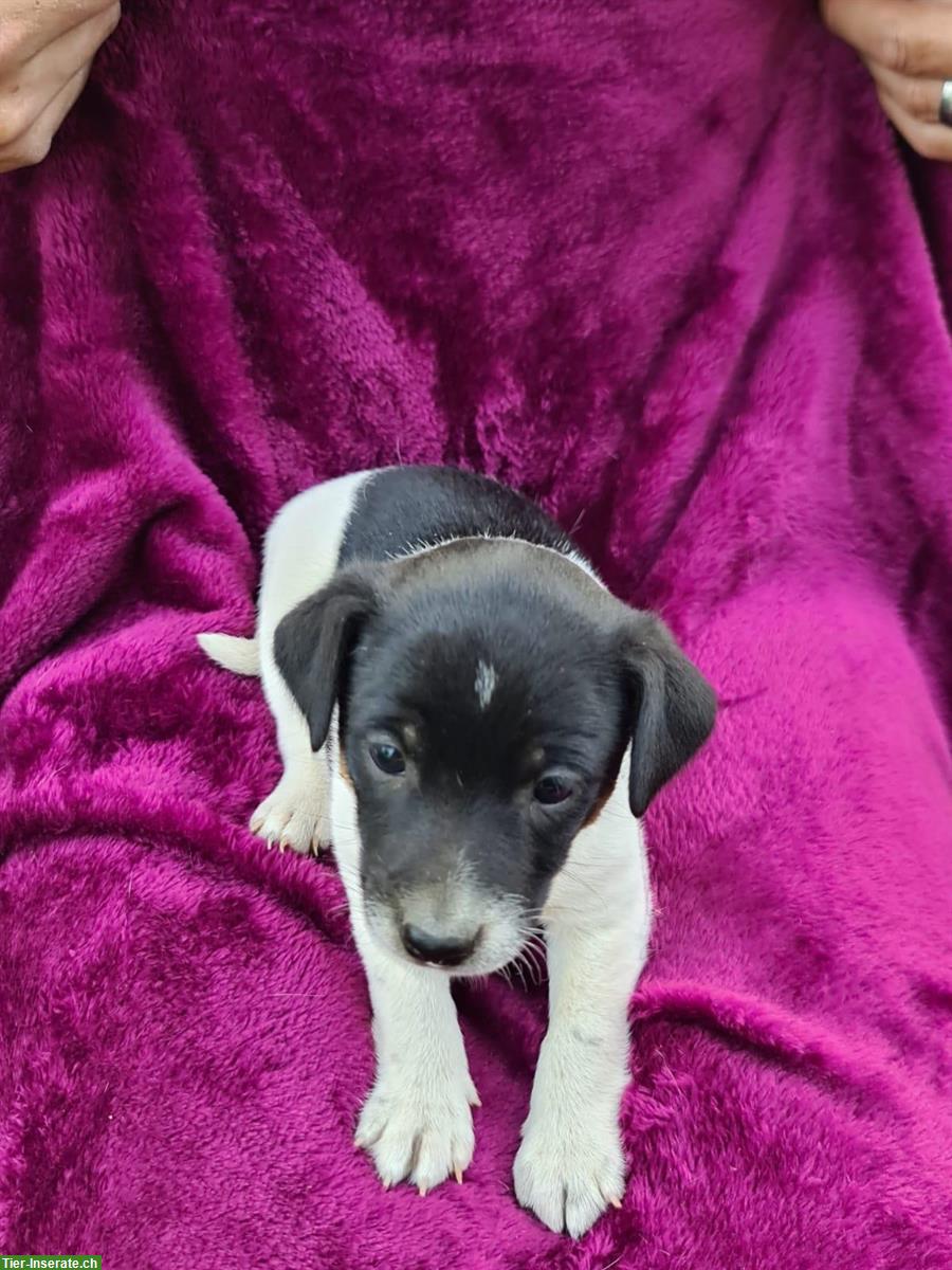 Bild 5: Jack Russell x Chihuahua Mischlingswelpen