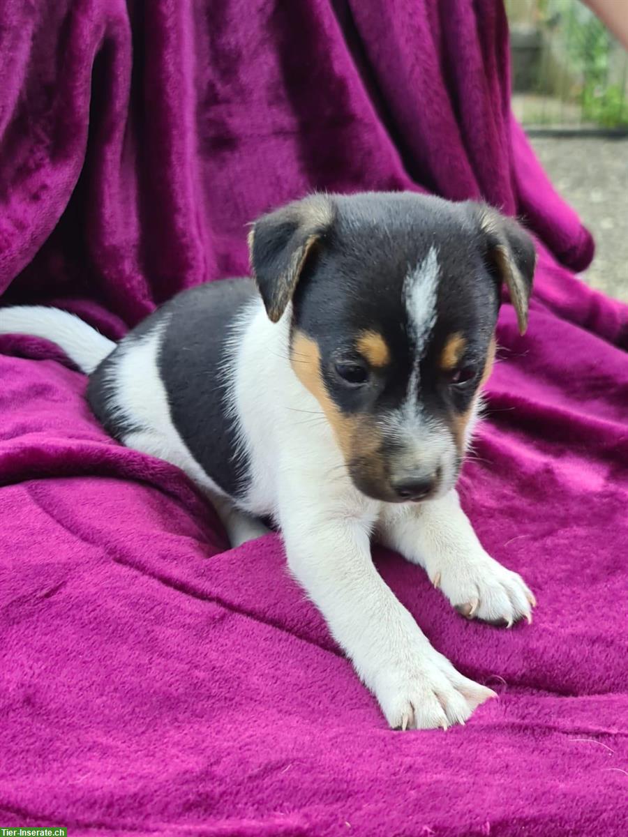 Bild 6: Jack Russell x Chihuahua Mischlingswelpen