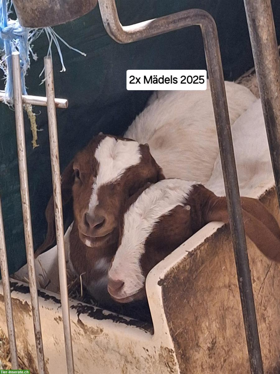 Reinrassige Burenziegen mit schöner Zeichnung
