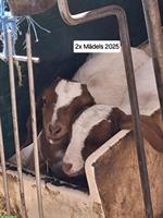Reinrassige Burenziegen mit schöner Zeichnung