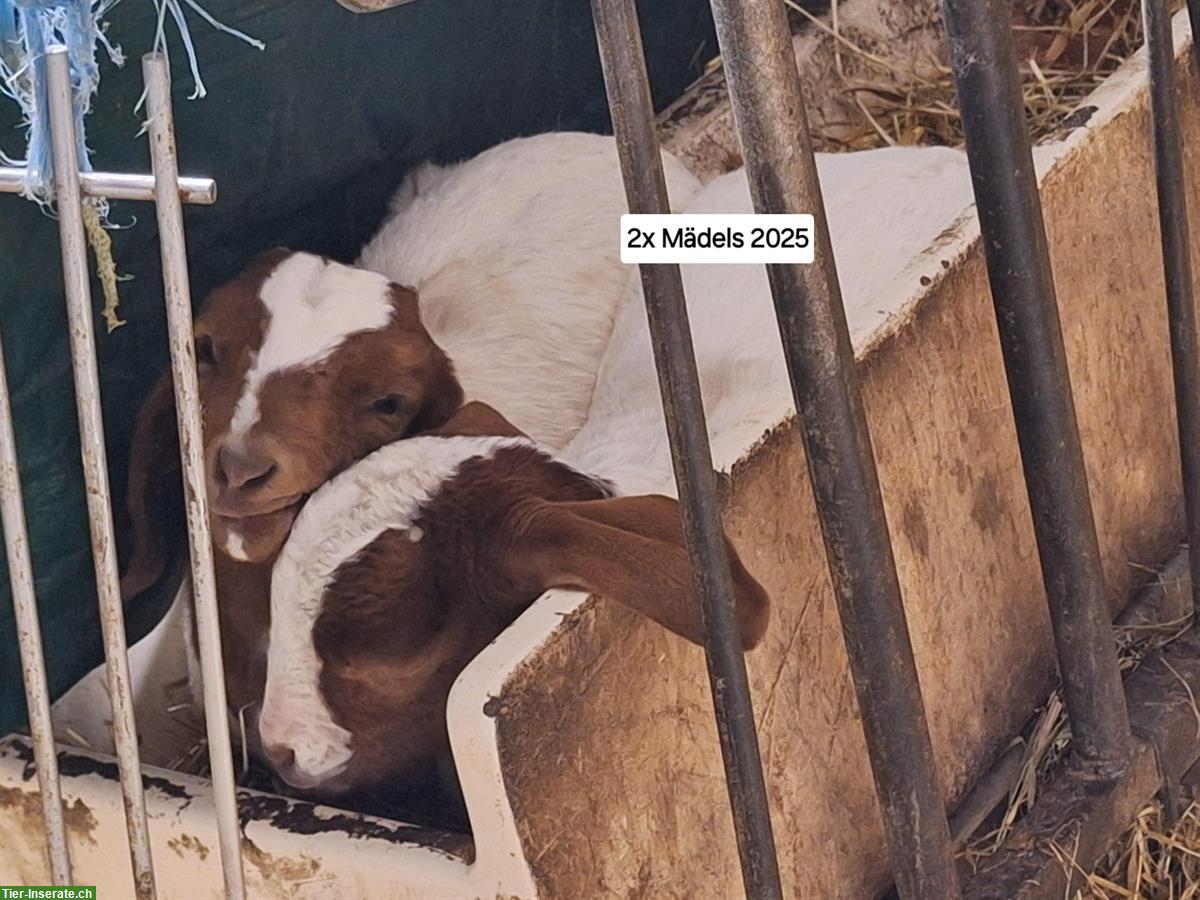 Bild 3: Reinrassige Burenziegen mit schöner Zeichnung