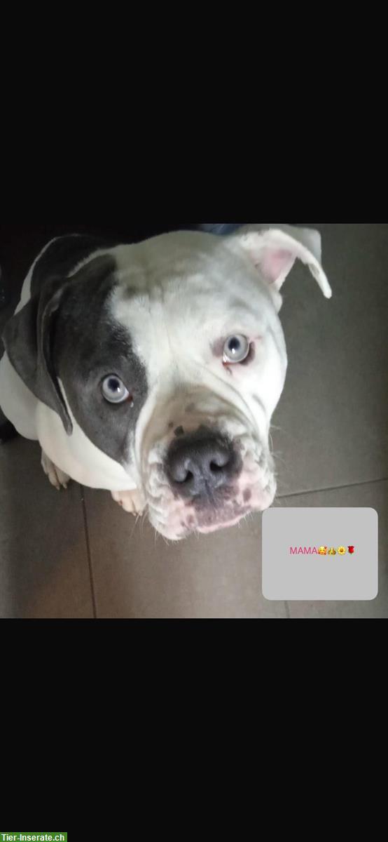 Bild 5: American Bulldog x Old English Bulldog Mix Welpen abzugeben
