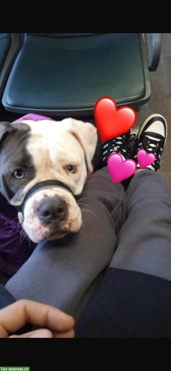 Bild 6: American Bulldog x Old English Bulldog Mix Welpen abzugeben