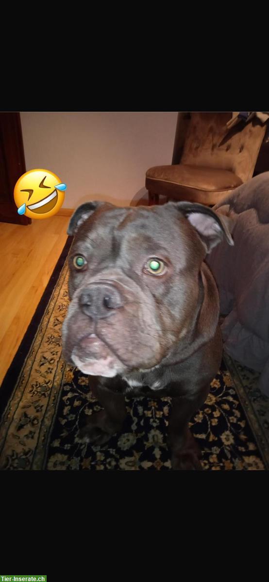 Bild 7: American Bulldog x Old English Bulldog Mix Welpen abzugeben