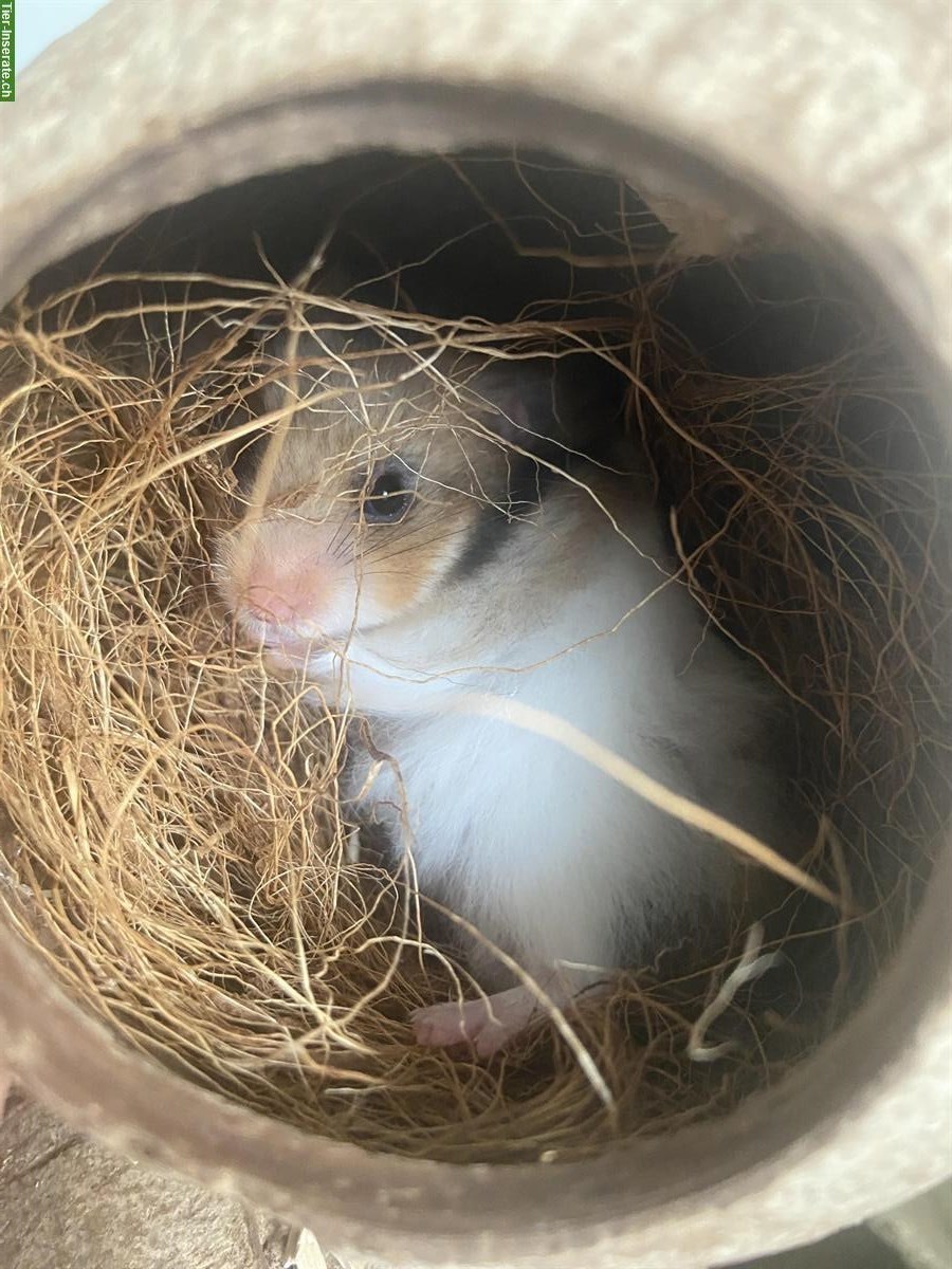 Bild 2: Junges Teddyhamster Girl inkl. Terrarium