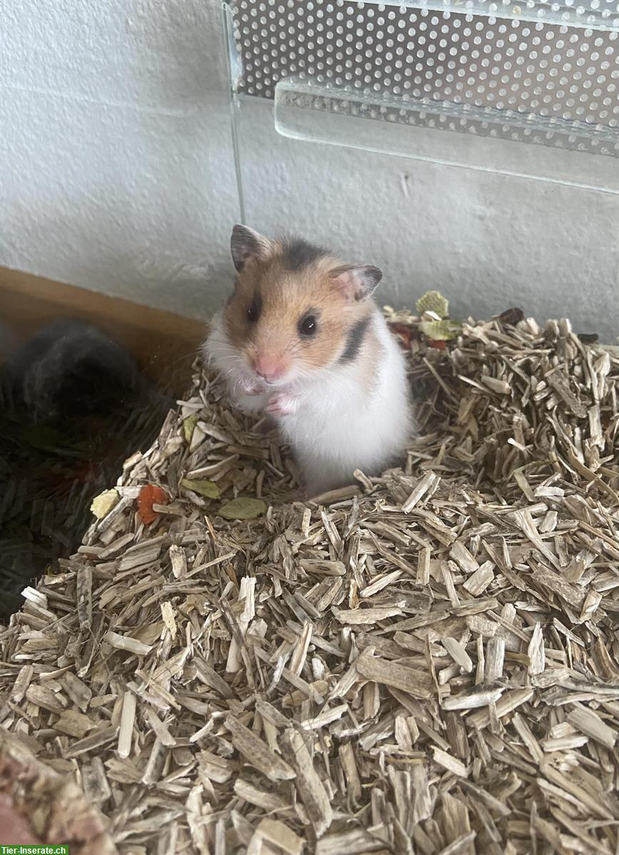 Bild 3: Junges Teddyhamster Girl inkl. Terrarium