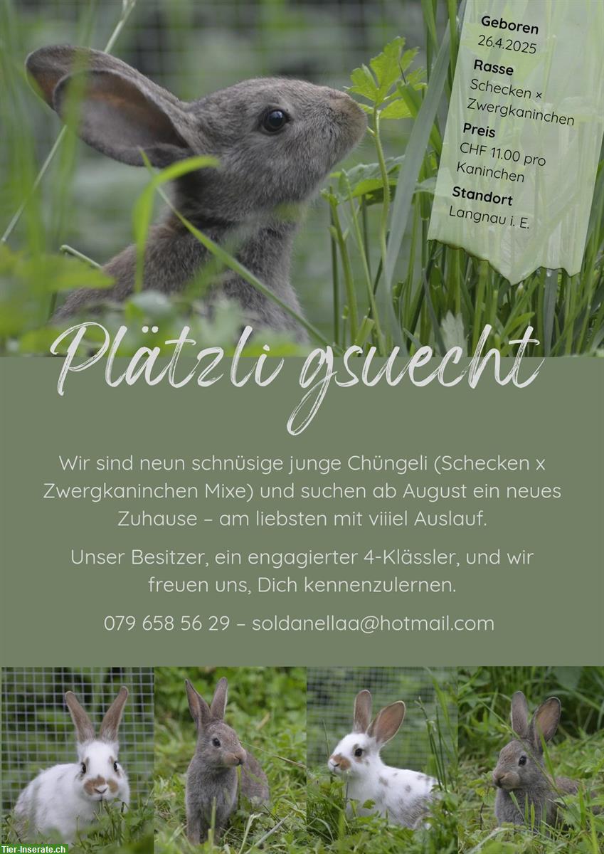Schnüsige junge Kaninchen Mixe suchen Zuhause