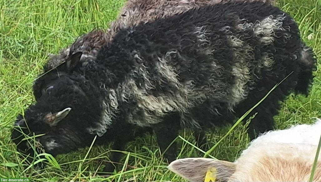 Bild 8: Reinrassige Ouessant Schafe / Zwergschafe zu verkaufen
