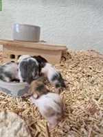 Junge Teddyhamster Babys suchen ein Zuhause