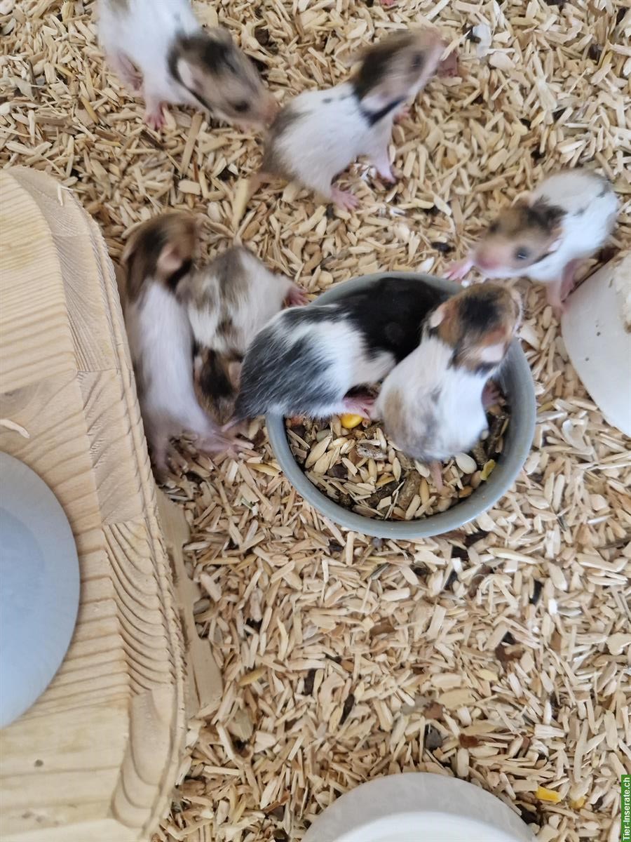 Bild 2: Junge Teddyhamster Babys suchen ein Zuhause