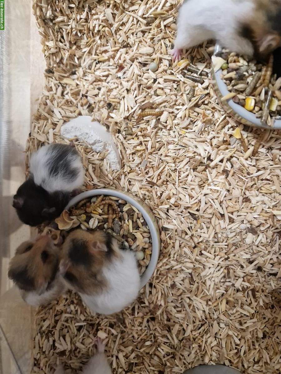 Bild 3: Junge Teddyhamster Babys suchen ein Zuhause