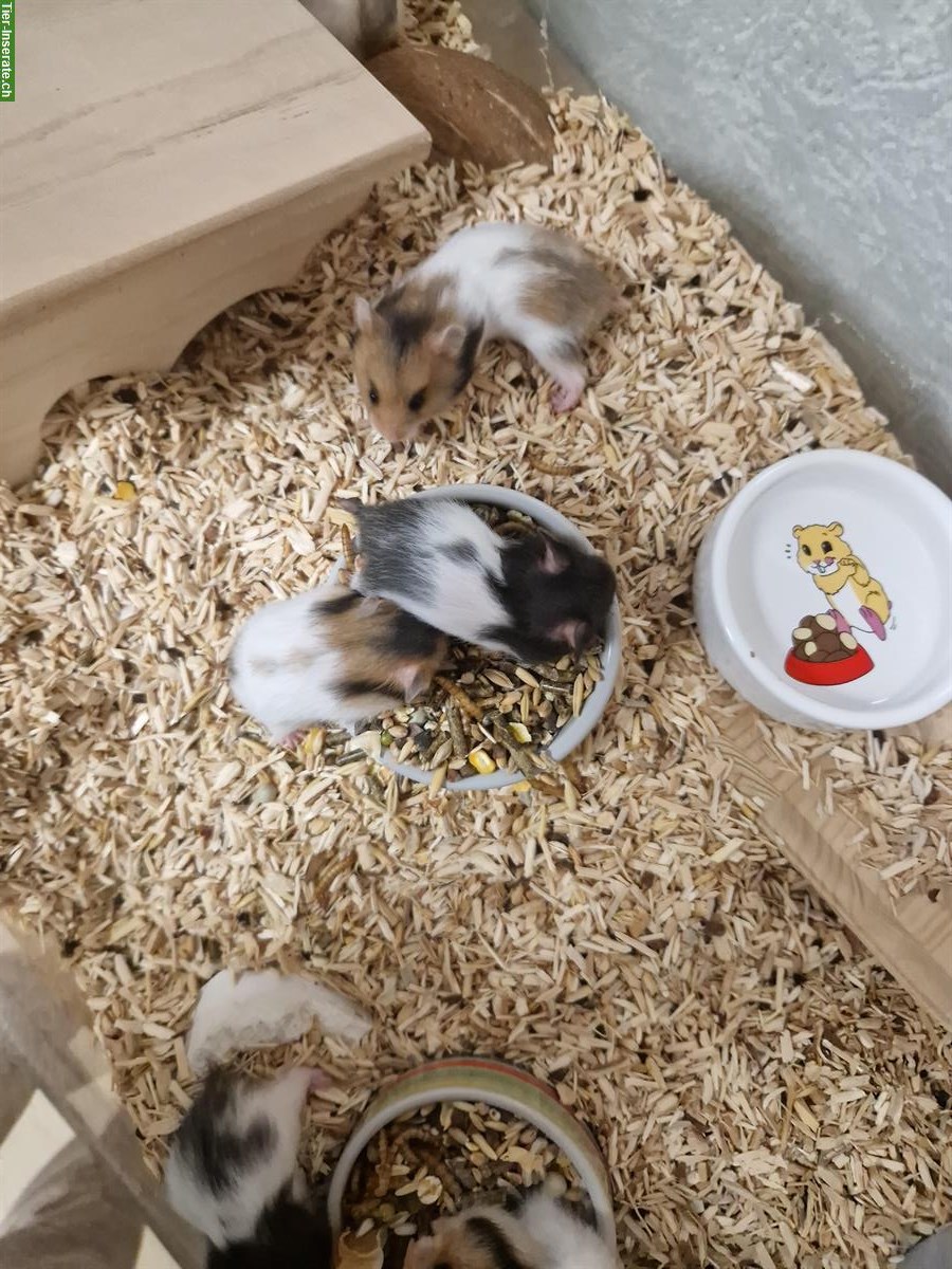 Bild 4: Junge Teddyhamster Babys suchen ein Zuhause