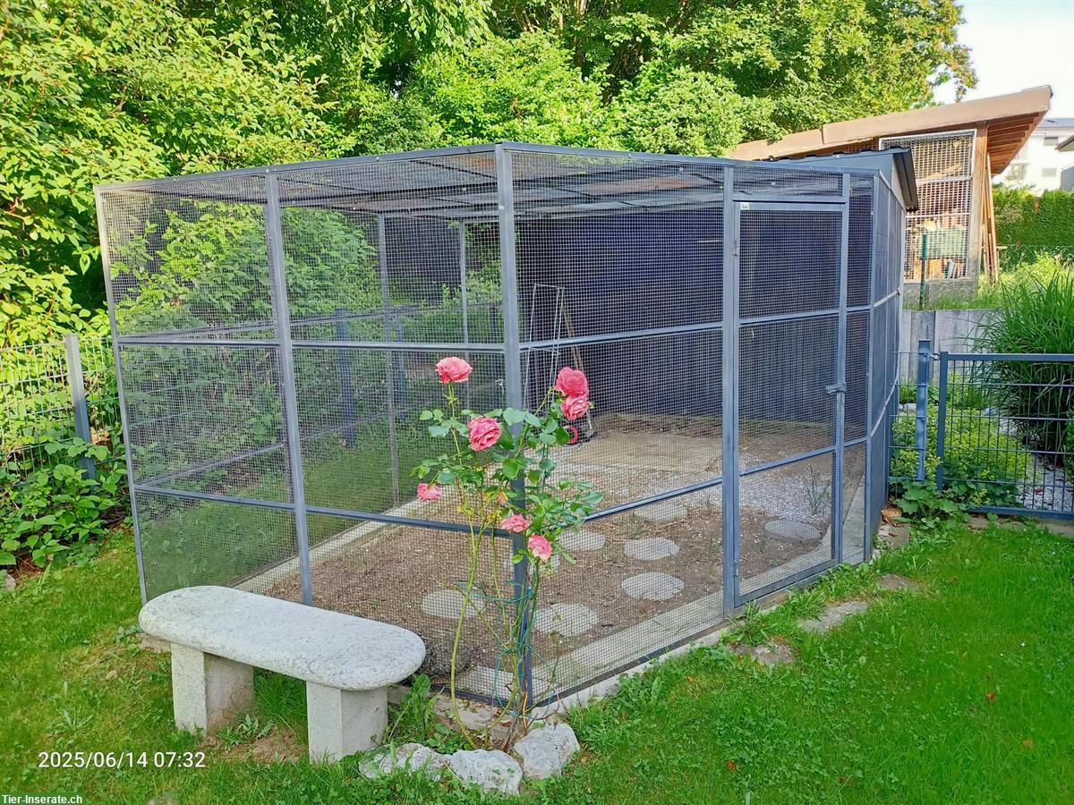 Grossvoliere 6x3x2,50m zu verkaufen