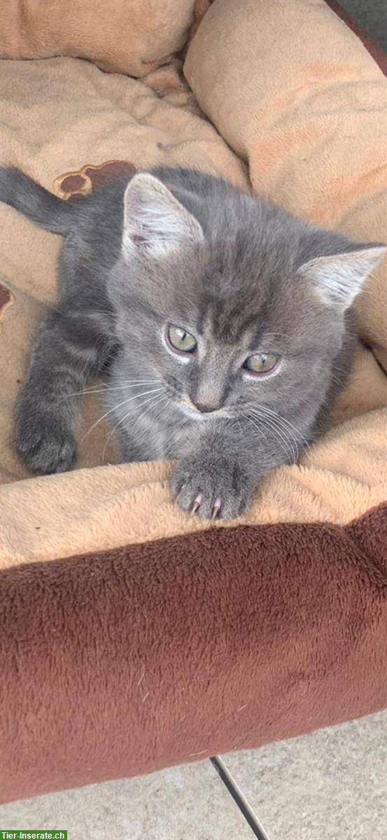 Junge herzige Bauernhofkatze grau, sehr lieb