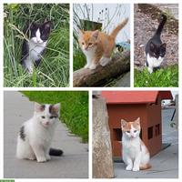 Junge Bauernhof Katzen suchen schönes Zuhause