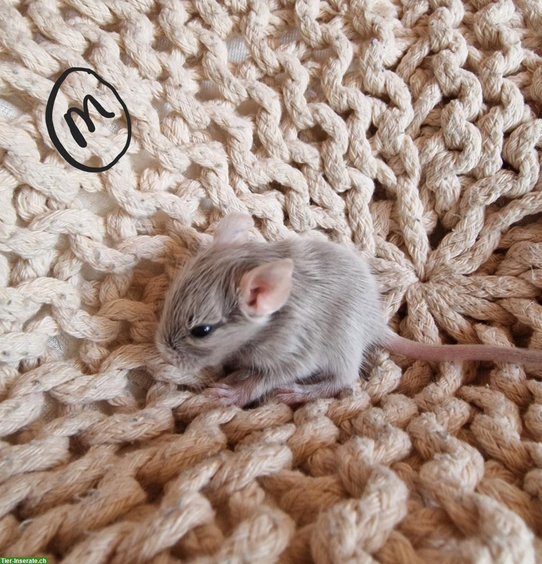 Junge Degu Männchen und Weibchen zu verkaufen