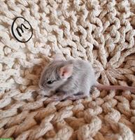 Junge Degu Männchen und Weibchen zu verkaufen