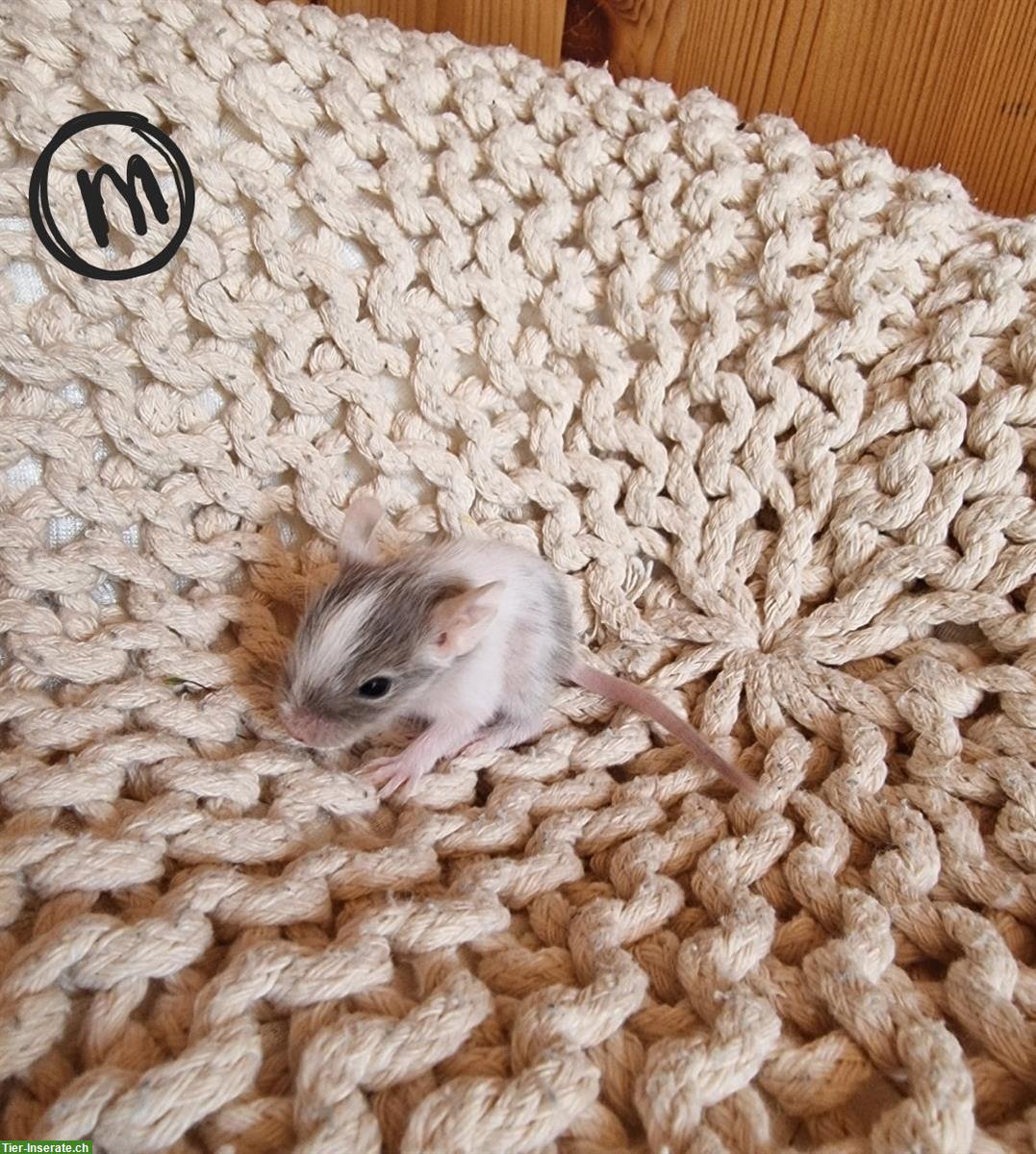 Bild 2: Junge Degu Männchen und Weibchen zu verkaufen