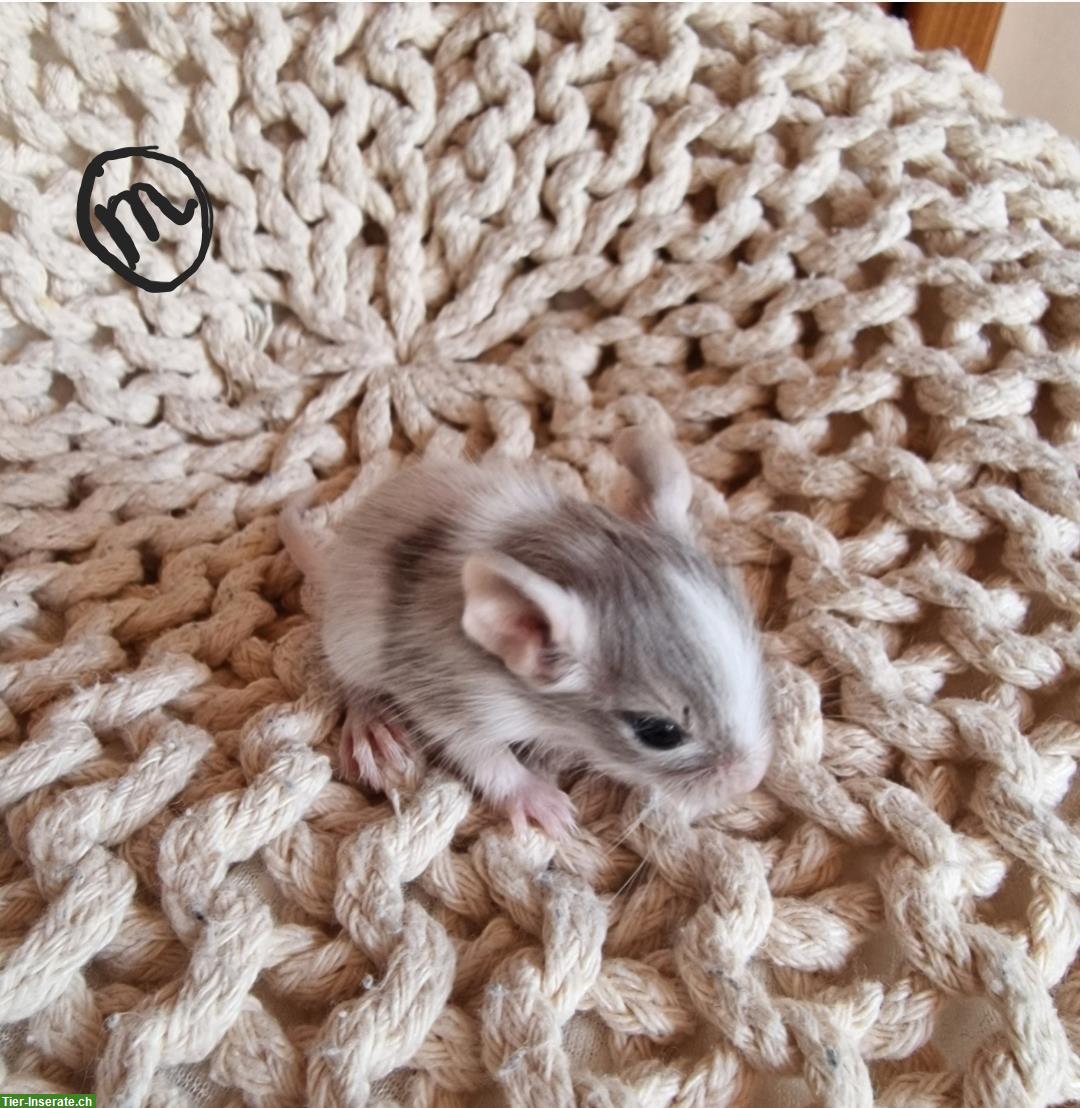Bild 3: Junge Degu Männchen und Weibchen zu verkaufen