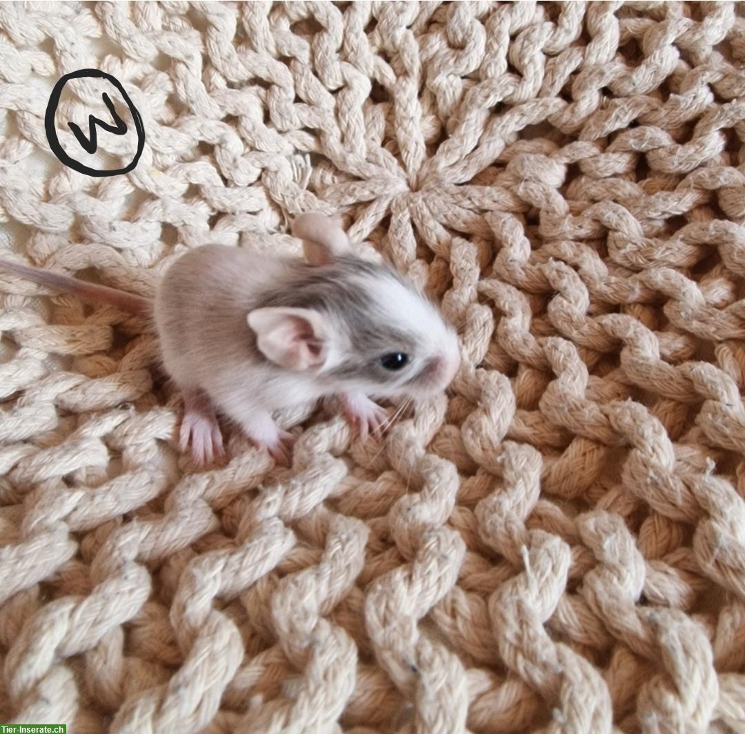 Bild 4: Junge Degu Männchen und Weibchen zu verkaufen