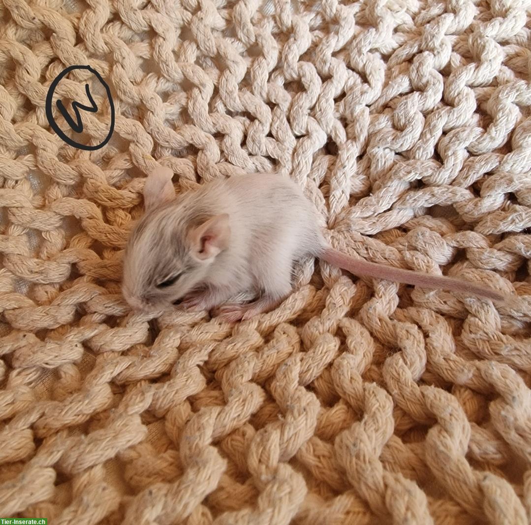 Bild 5: Junge Degu Männchen und Weibchen zu verkaufen