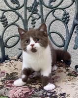 Wunderschöne BKH Kitten mit Stammbaum