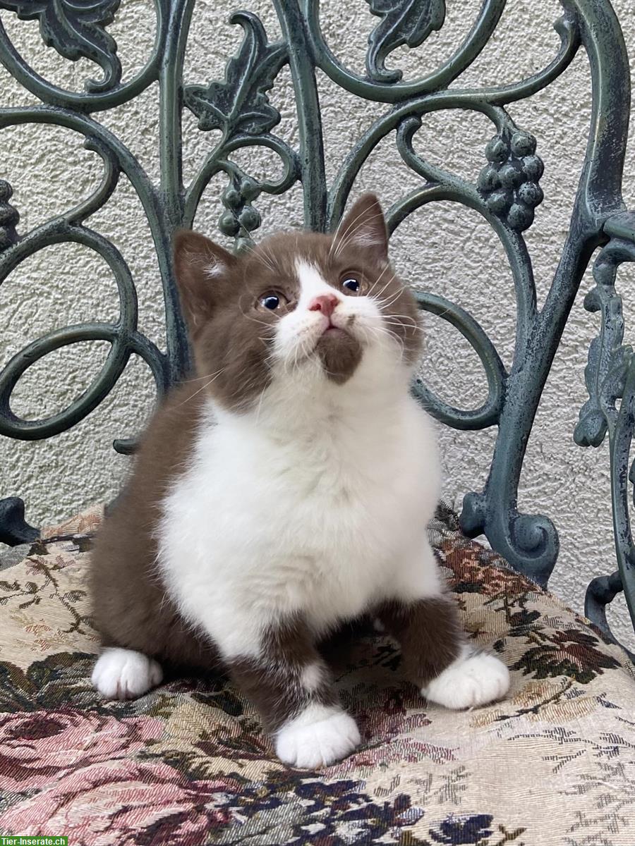 Bild 2: Wunderschöne BKH Kitten mit Stammbaum