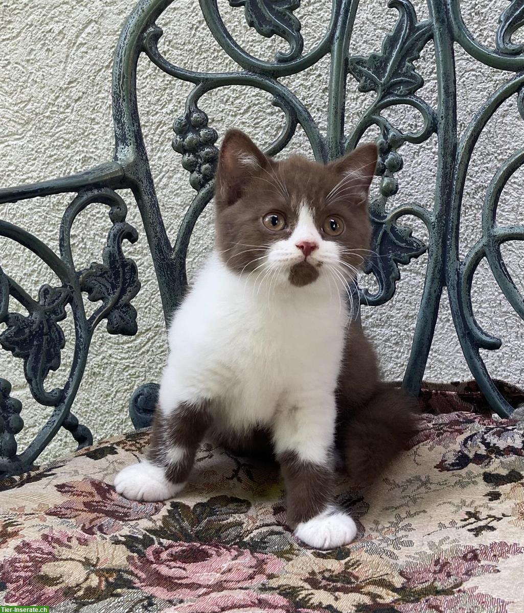 Bild 3: Wunderschöne BKH Kitten mit Stammbaum