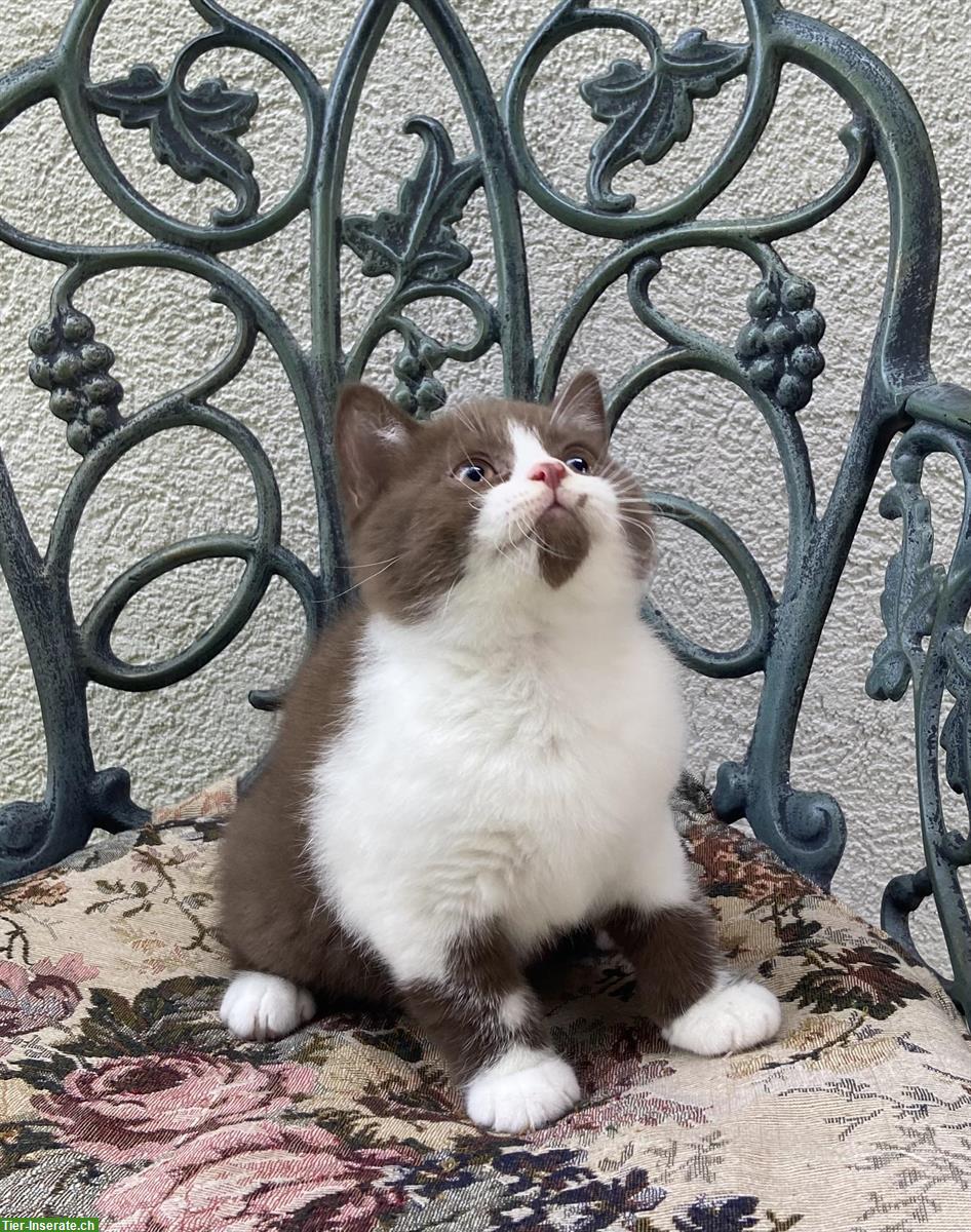Bild 4: Wunderschöne BKH Kitten mit Stammbaum