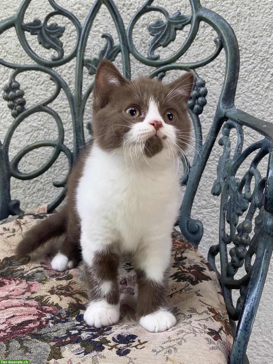 Bild 5: Wunderschöne BKH Kitten mit Stammbaum