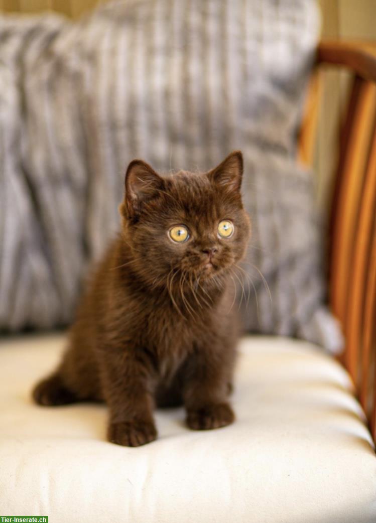 Bild 6: Wunderschöne BKH Kitten Katzen mit Stammbaum