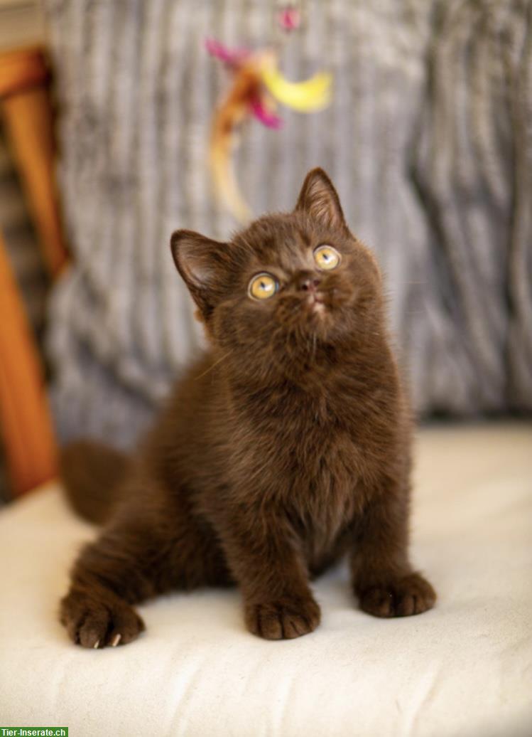 Bild 7: Wunderschöne BKH Kitten Katzen mit Stammbaum