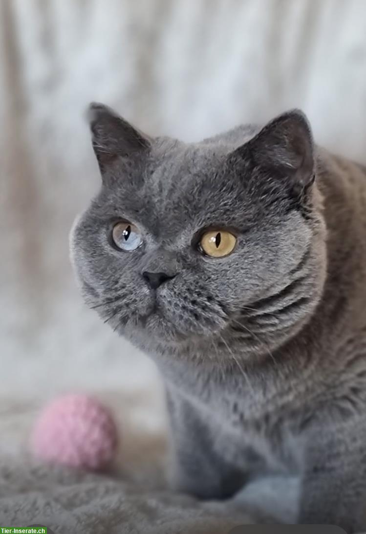 Bild 8: Wunderschöne BKH Kitten Katzen mit Stammbaum