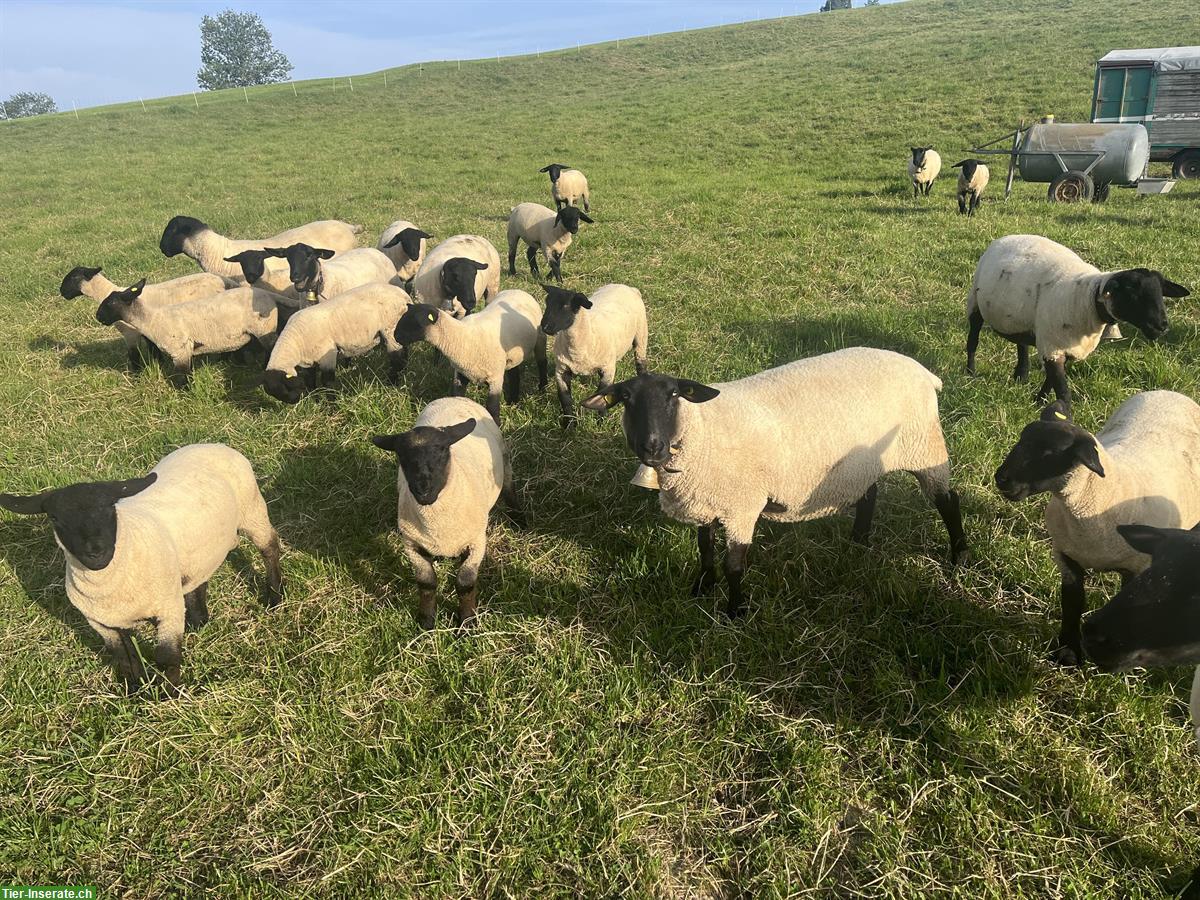 Schöne Suffolk Schafe zu verkaufen