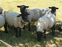 Schöne reine Suffolk Widder zu verkaufen