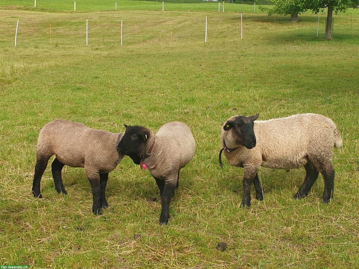 Bild 2: Schöne reine Suffolk Widder zu verkaufen